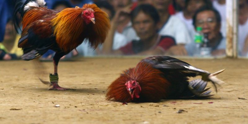Chọi gà SV128 có nhiều loại kèo cược đặc trưng