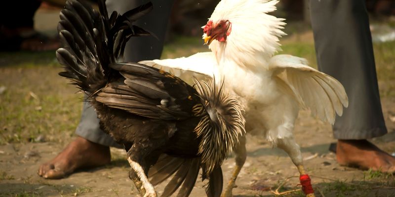 Những điều cần nhớ khi tham gia đá gà 888 VND